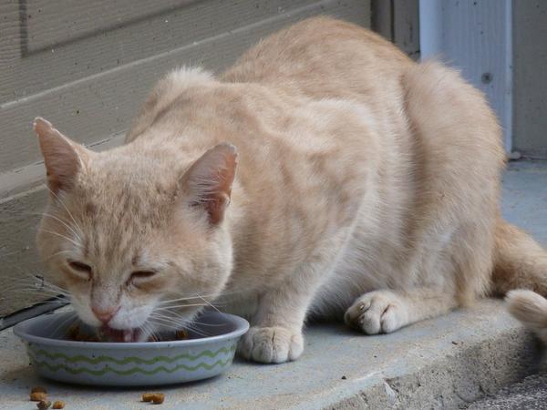 niedroga bezzbożowa karma dla kota